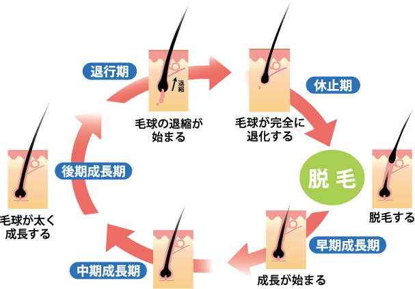 早期成長期 中期成長期 後期成長期 退行期 休止期 脱毛