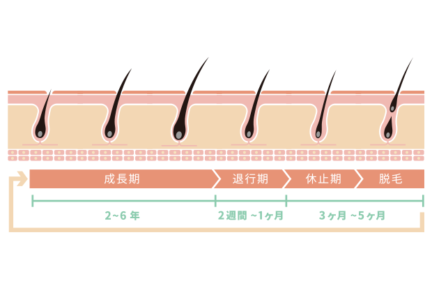 髪の毛の生え方・ヘアサイクル